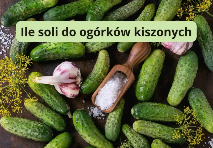 Świeże ogórki, czosnek i koperek. Drewniana łyżka z solą sugeruje, ile soli na litr wody do ogórków kiszonych.